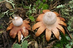 Houby hvězdovkovité (čeleď Geastraceae)