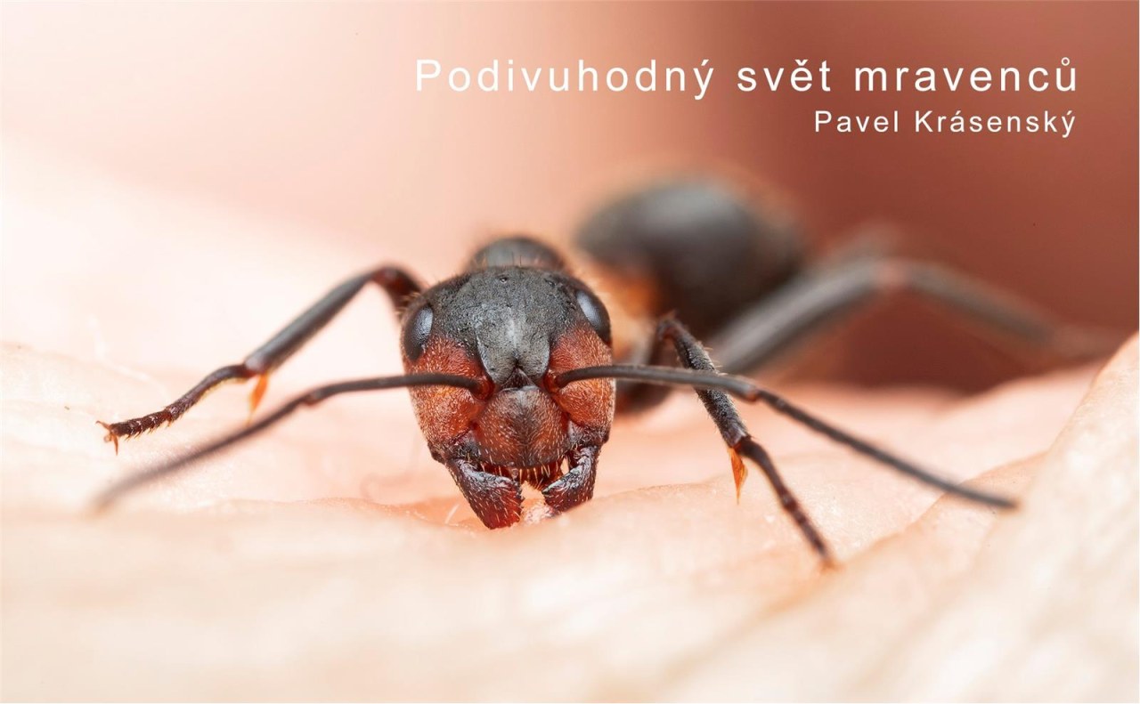 PODIVUHODNÝ SVĚT MRAVENCŮ