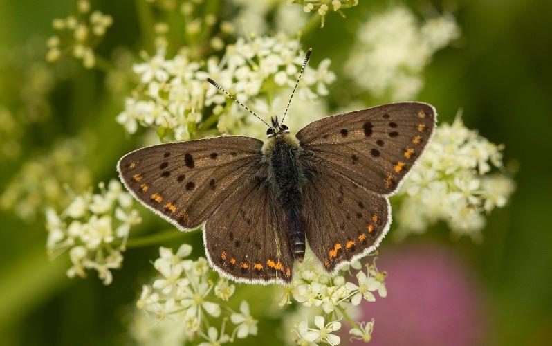 ENTOMOLOGICKÁ VYCHÁZKA