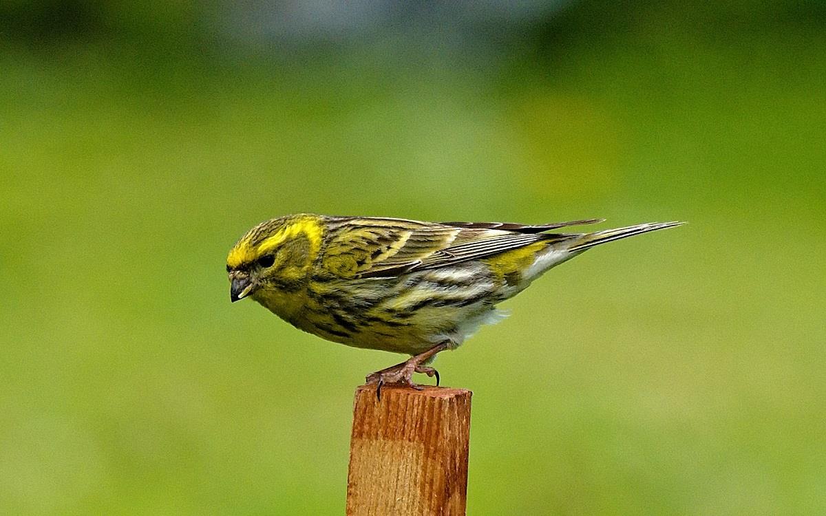 Čižba - umění jemné a líbezné, doprovázená fotografiemi M. Andrleho