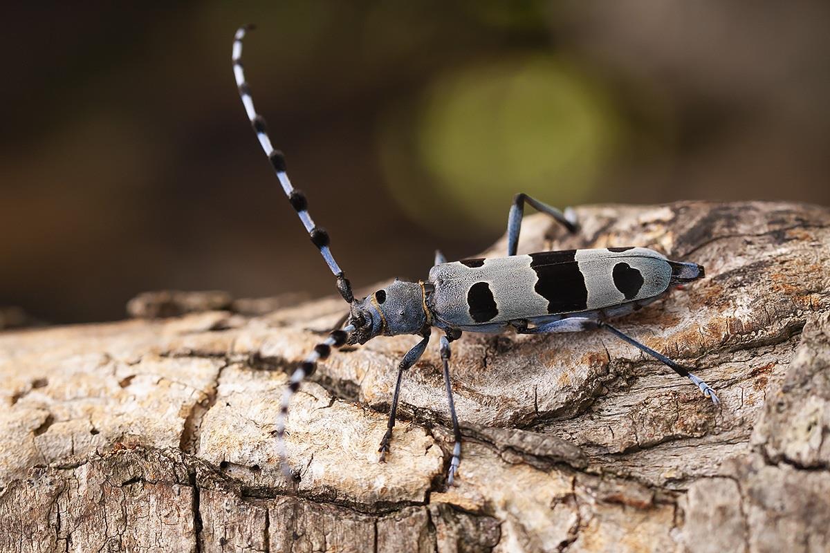 Tesařík alpský (Rosalia alpina)