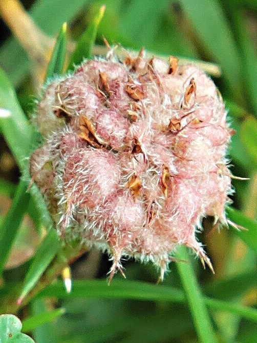 Jetel jahodnatý (Trifolium fragiferum)