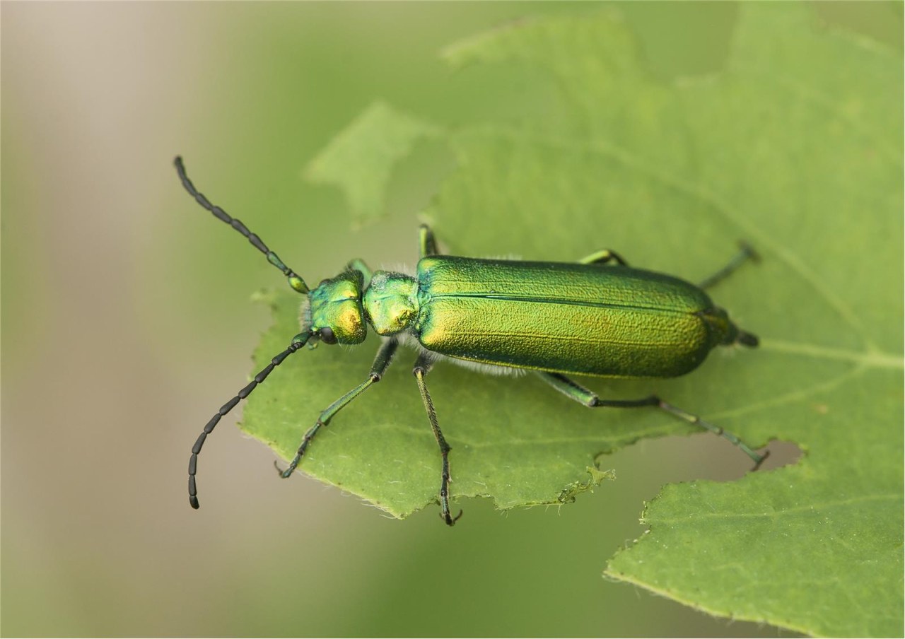 Puchýřník lékařský  (Lytta vesicatoria)