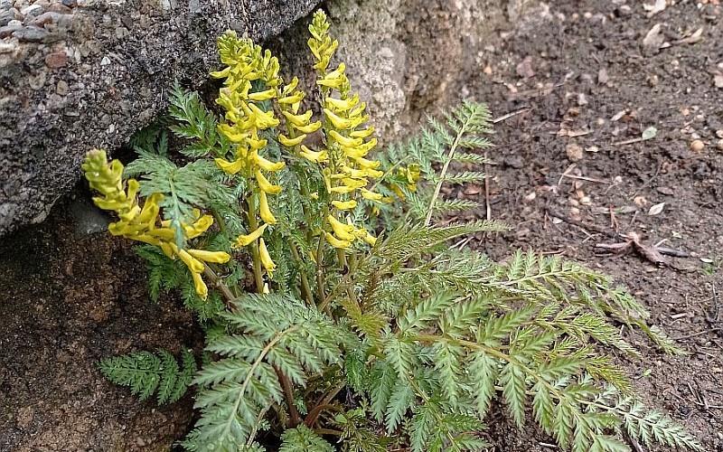 BOTANICKÉ NOVINKY A ZAJÍMAVOSTI ZE SEVEROZÁPADNÍCH ČECH II.