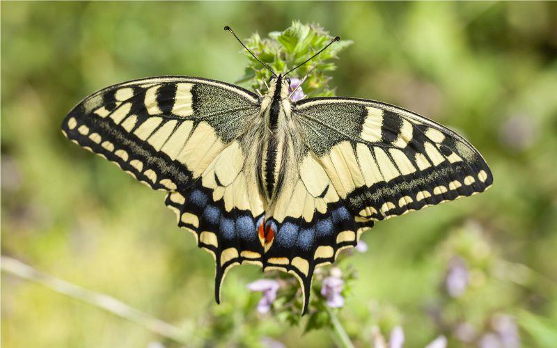 ZUR INSEKTENWELT AM BOŘEŇ