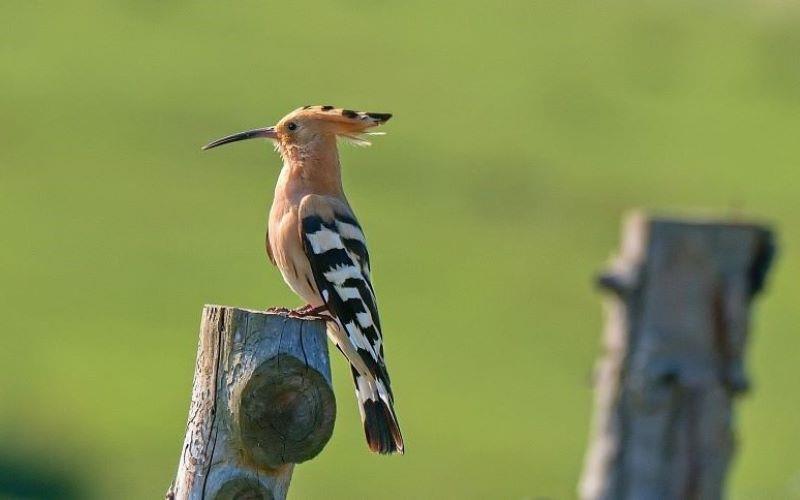 Willkommen des Vogelgesangs 2024