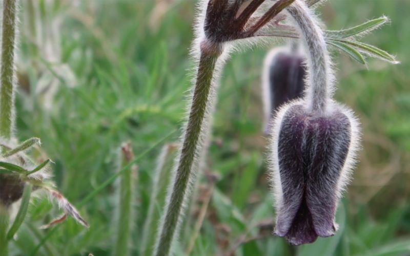 Für die Frühlingsflora der Haine und Steppen des Berges Milá