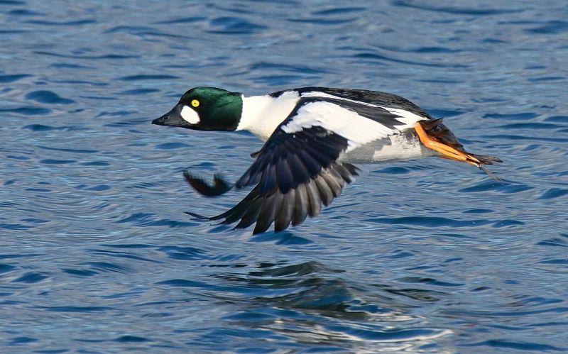 Winterliche Vogelbeobachtungen am Mostsee