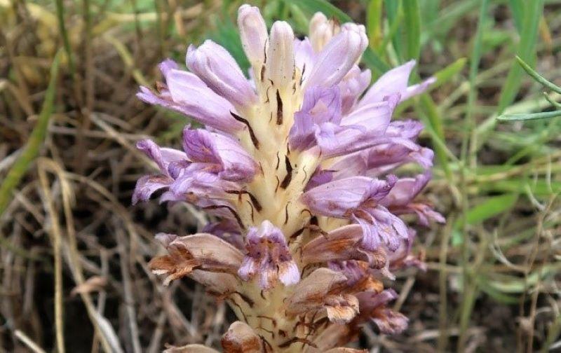 BOTANISCHE NEUIGKEITEN UND INTERESSANTES AUS NORDWESTBÖHMEN