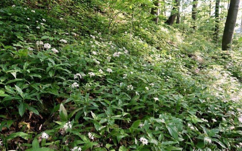 Botanische Exkursion zur Frühlingsflora