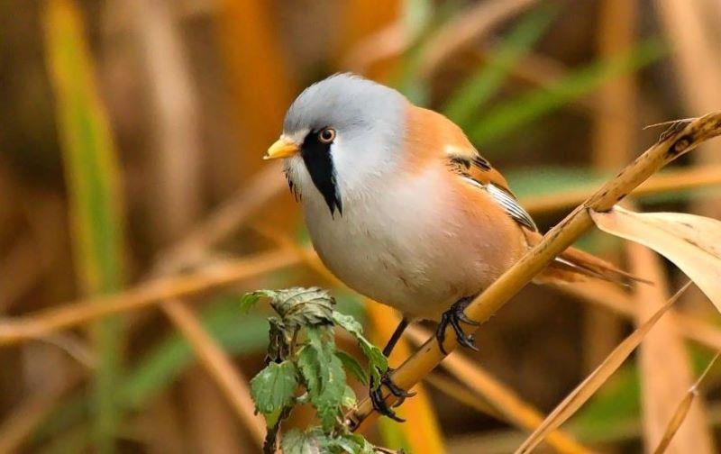 BEGRÜßUNG DES VOGELGESANGS 2023