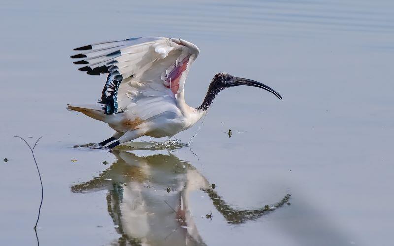 ORNITHOLOGISCHE INTERESSEN AUF DEM MOSTECKO UND LOUNSKO