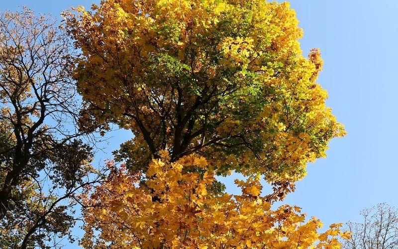 DENDROLOGISCHE WANDERUNG DURCH LITVÍNOV