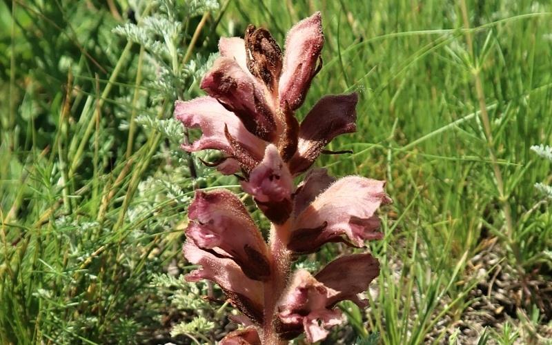 Naturwissenschaftlicher Ausflug zum Tobiášův vrch