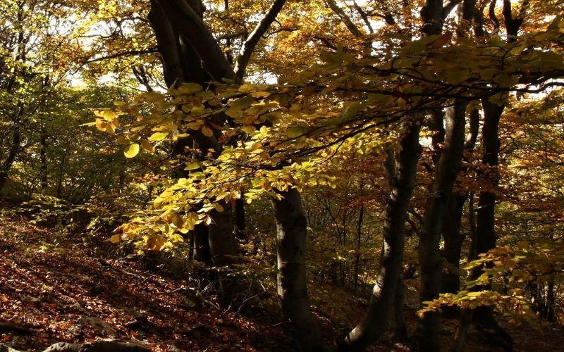 DAS TAL DES RADČICKÝ POTOKS BEI KOLDOM - WANDERUNG