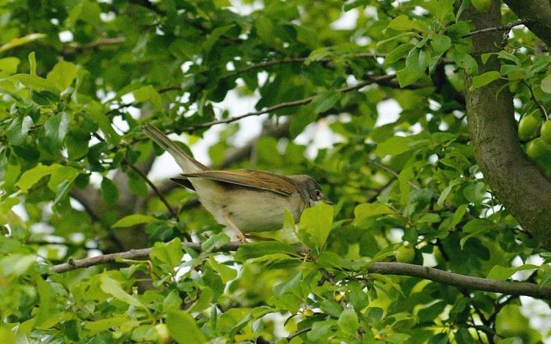 Vogelfestival 2017 - geführter ornithologischer Spaziergang