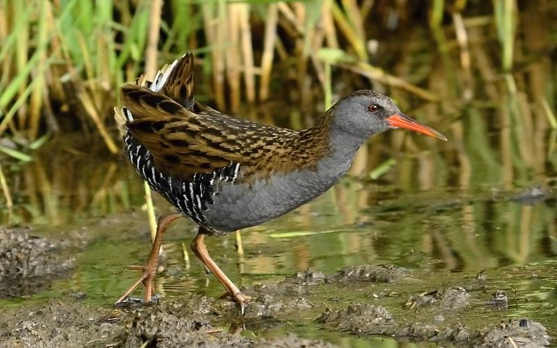 Naturwissenschaftliche Exkursionen Frühling 2017 -  Begrüßung des Vogelgesangs – Mariánské Radčice