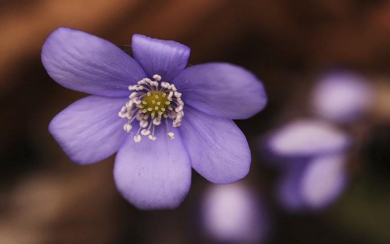 Naturwissenschaftliche Exkursionen Frühling 2017 - Bečov