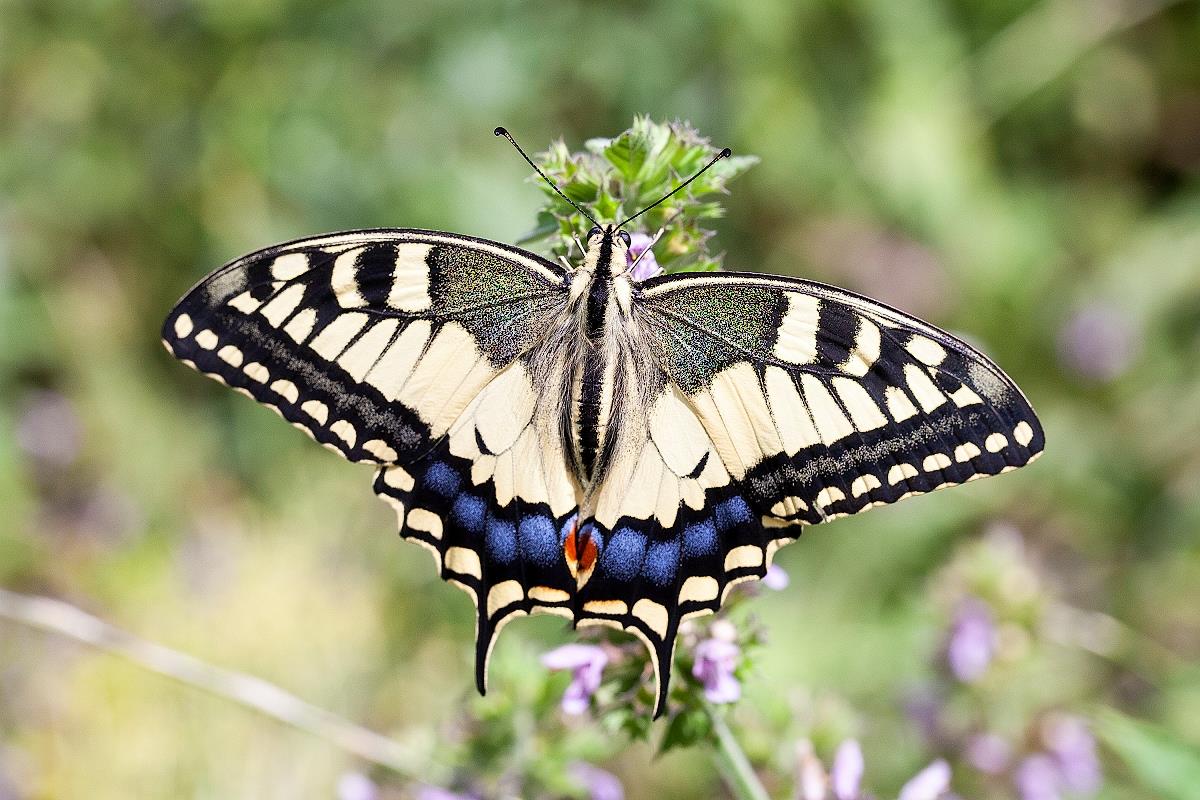 Fenchel-Schmetterling