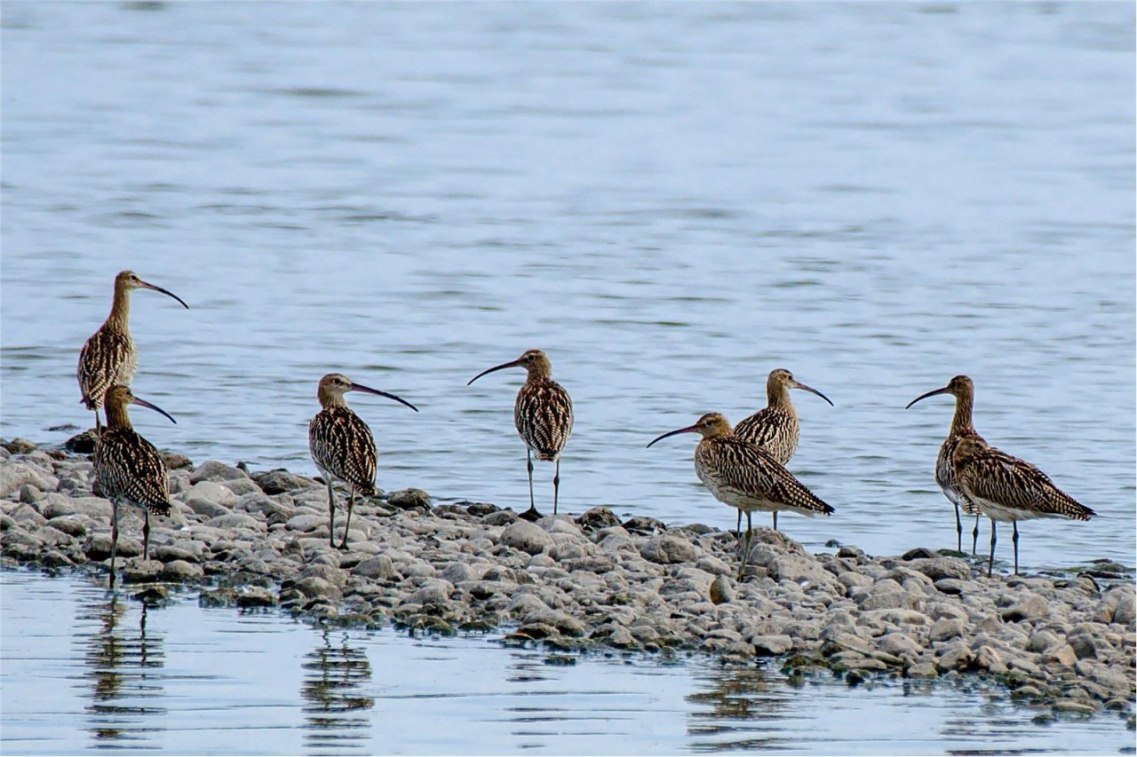 Großer Kormoran