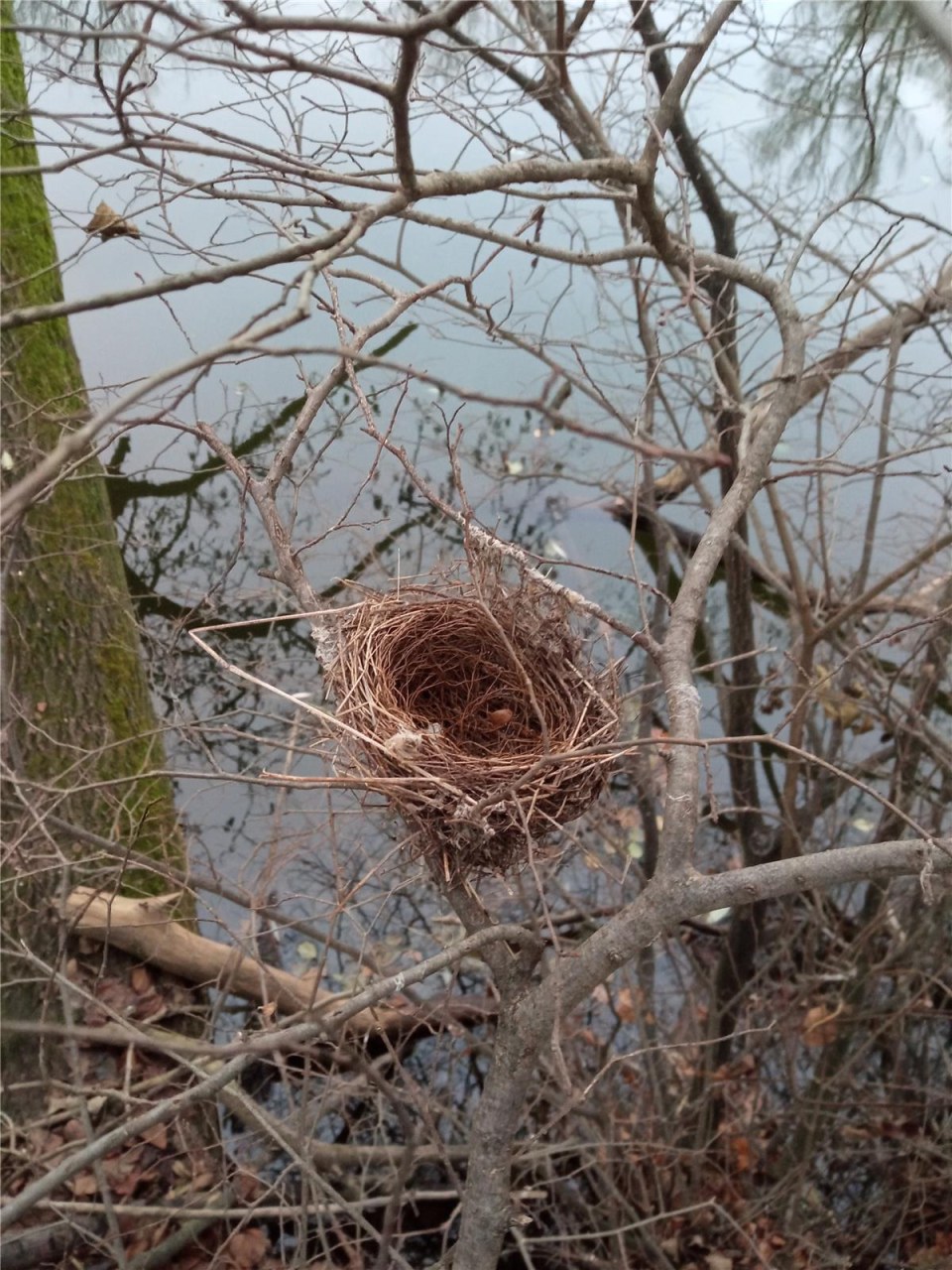 Nest der Schwarzhauben-Waldsänger