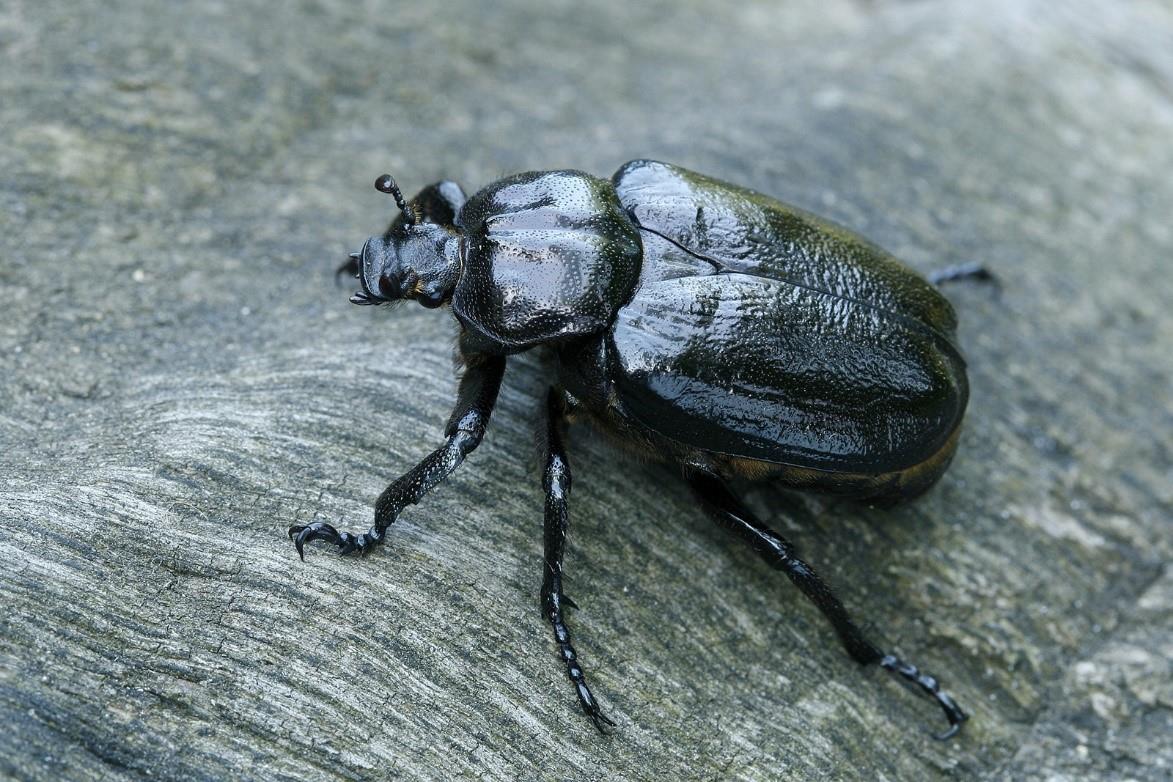 Der Braunkäfer (Osmoderma barnabita)