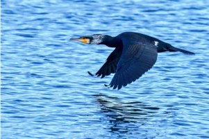 Kormoran-velky2_M_Anderle