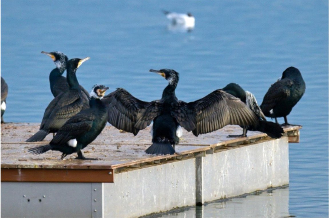 Great Cormorant