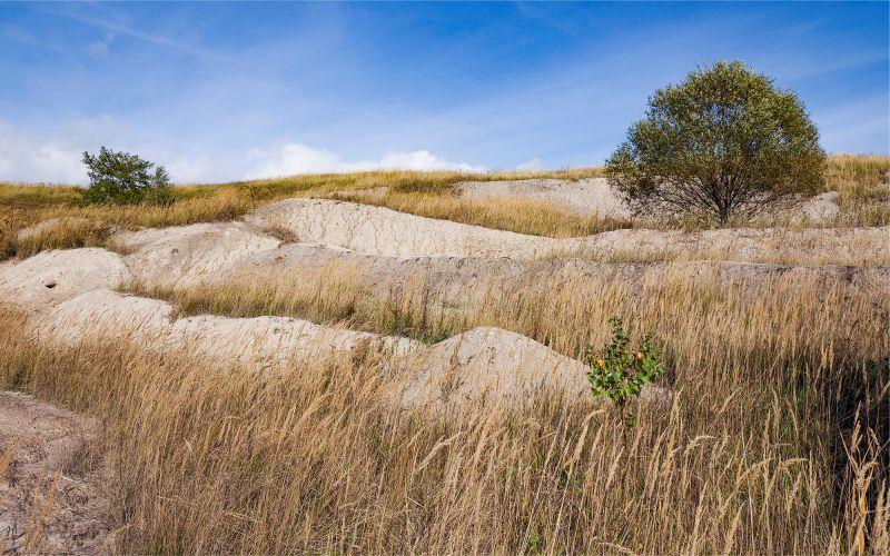 Invertebrates of Surface Quarries in the Most and Chomutov Regions