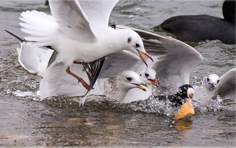 WORLD WETLANDS DAY 2024