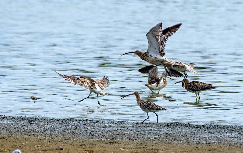 NEW ORNITHOLOGICAL OBSERVATIONS IN THE MOST AND LOUNY REGION