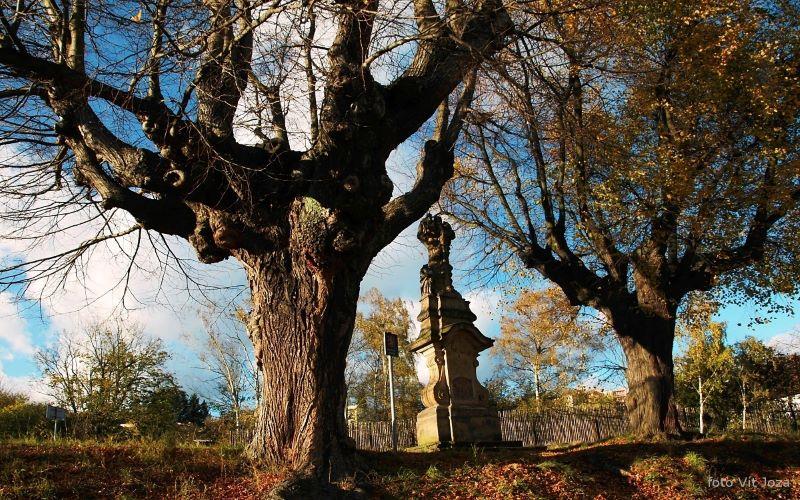 Memorable Trees of Most and Litvínov