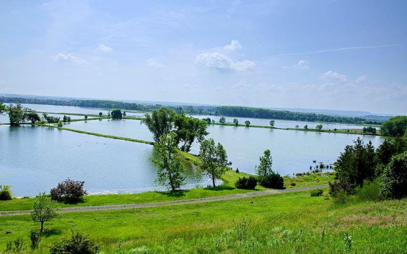 LECTURE - BIRDS OF LENEŠICE POND