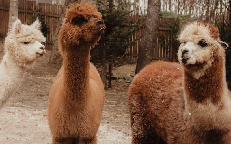 Children´s Afternoon with Llamas