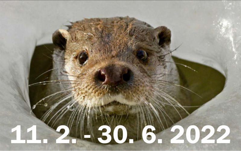 Exhibition ICH BIN EIN OTTER or how the otter came across the border