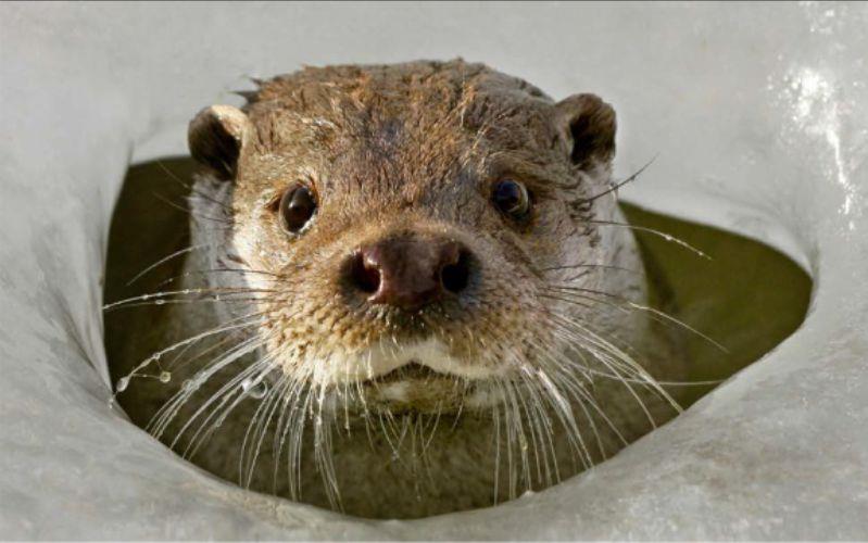 I AM A OTTER or how the otter came across the border