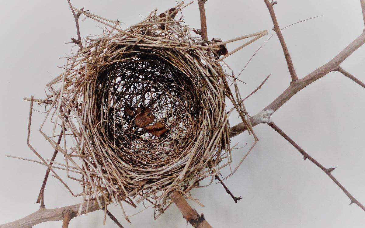 BIRD BUILDERS - exhibition extended