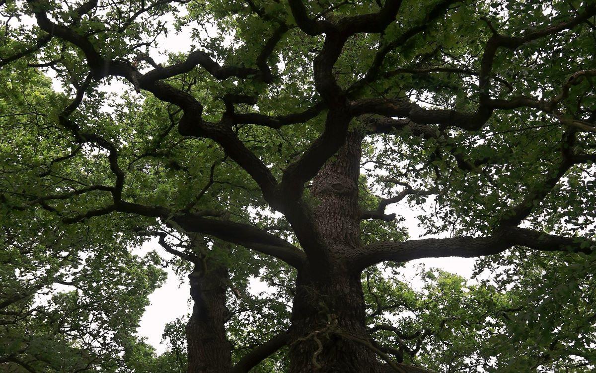 MEMORIAL TREES OF THE ÚSTÍ REGION