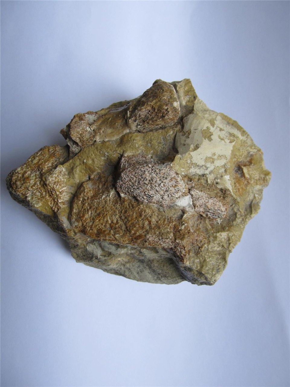 Extraordinary Fossil in the Collections of the Regional Museum in Most