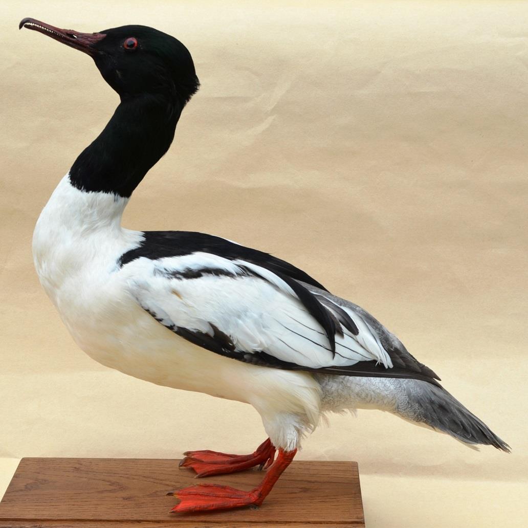 Common Merganser (Mergus merganser)