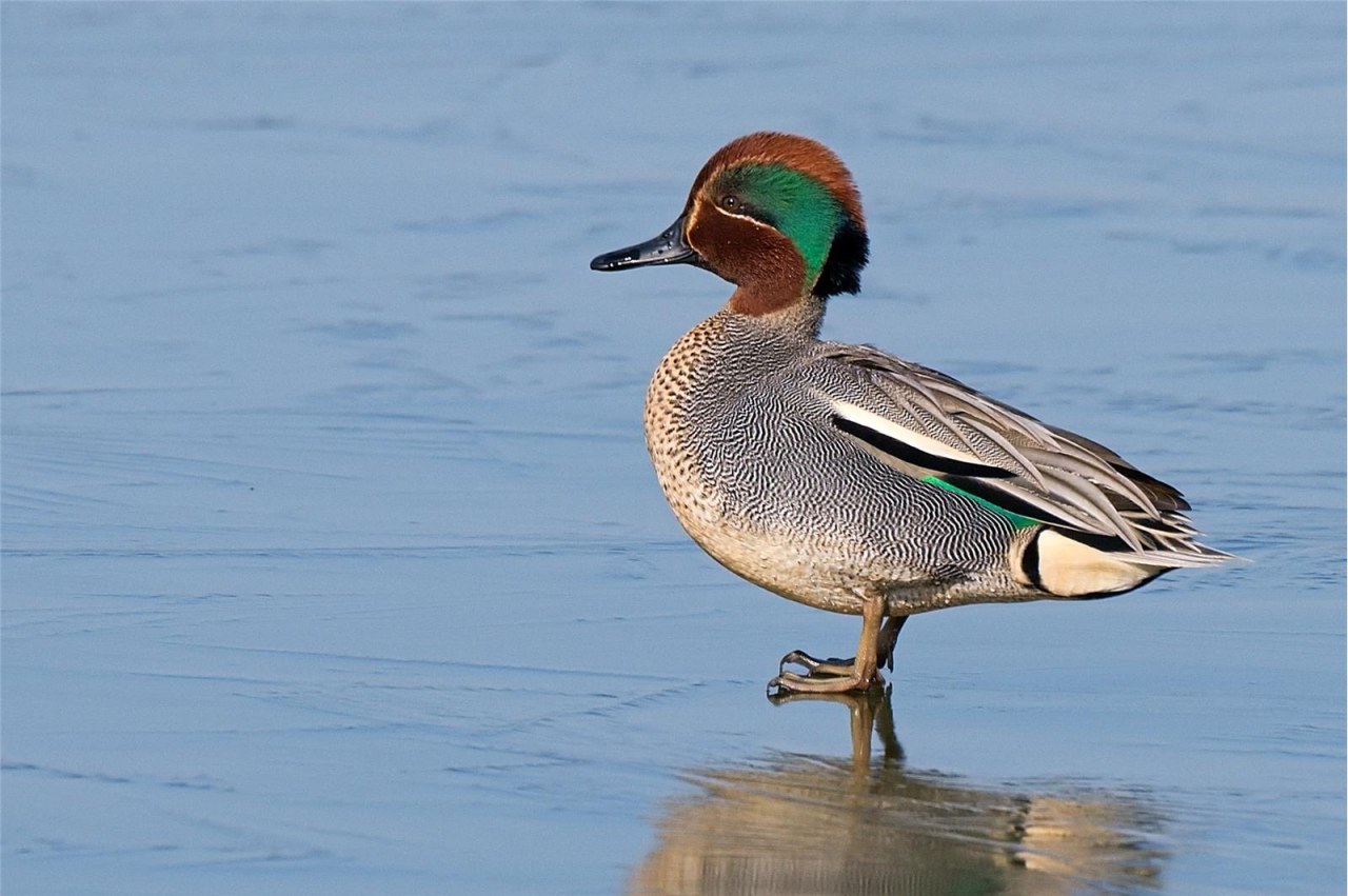 Common Teal