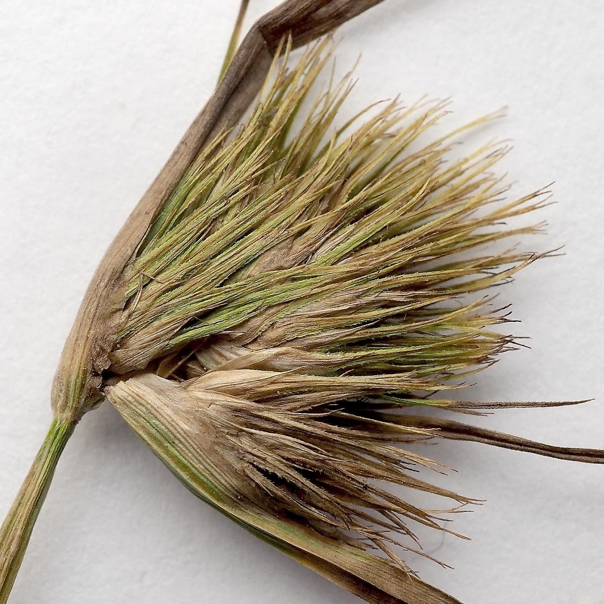 Czech Sedge