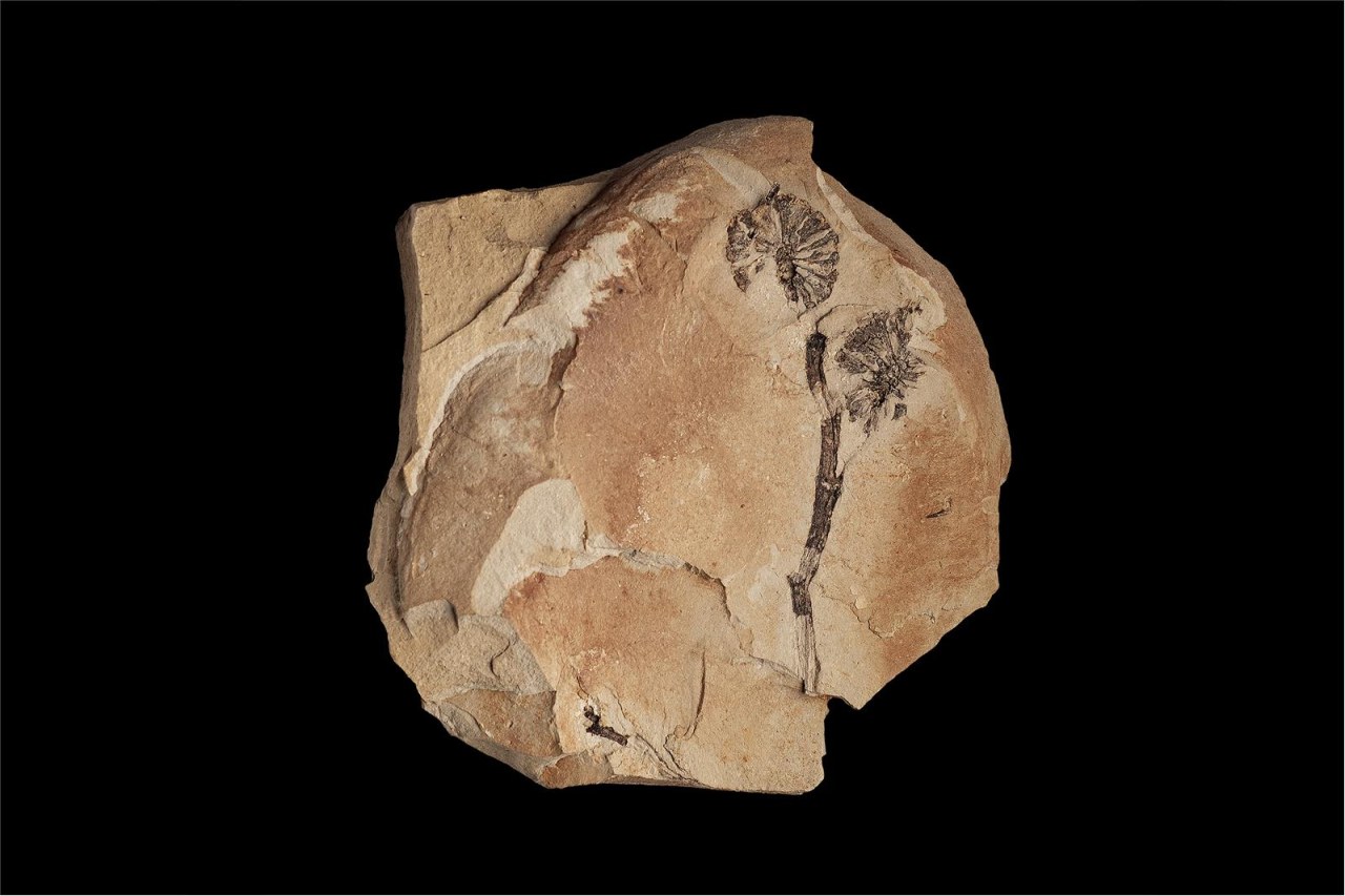 New Paleobotanical Finds from the Libouš Quarry