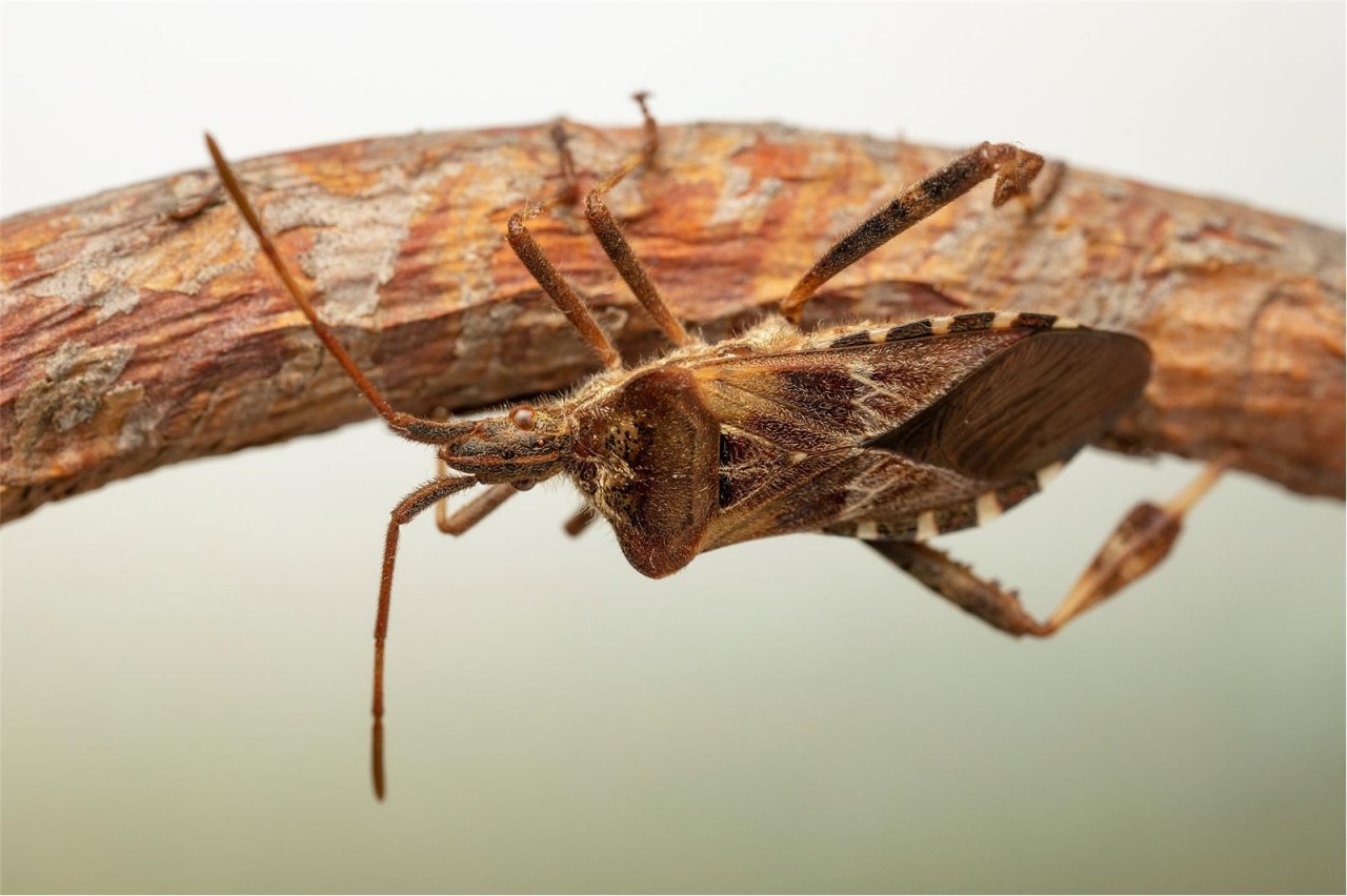 American Bark Beetle