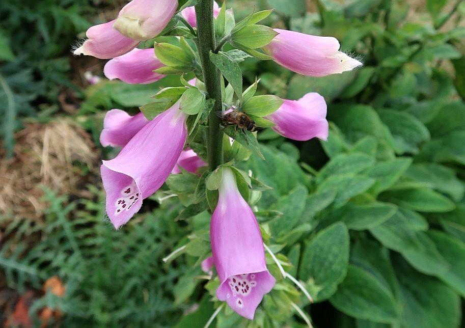 Foxglove