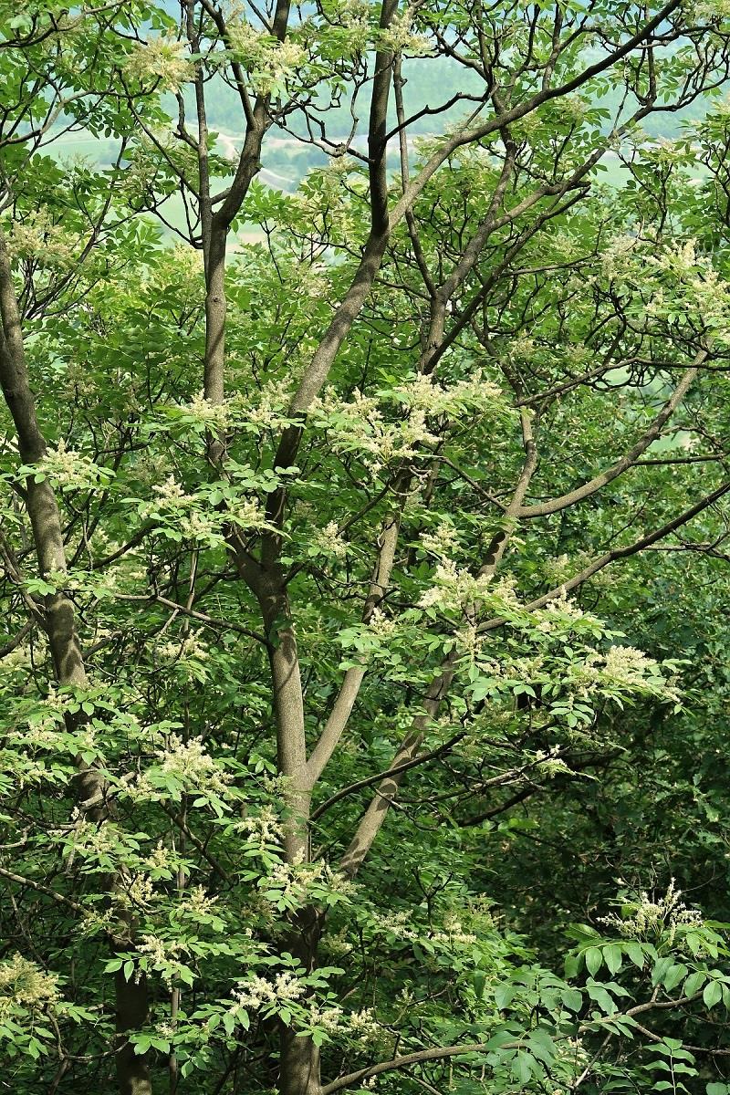 Ash tree (Fraxinus ornus)