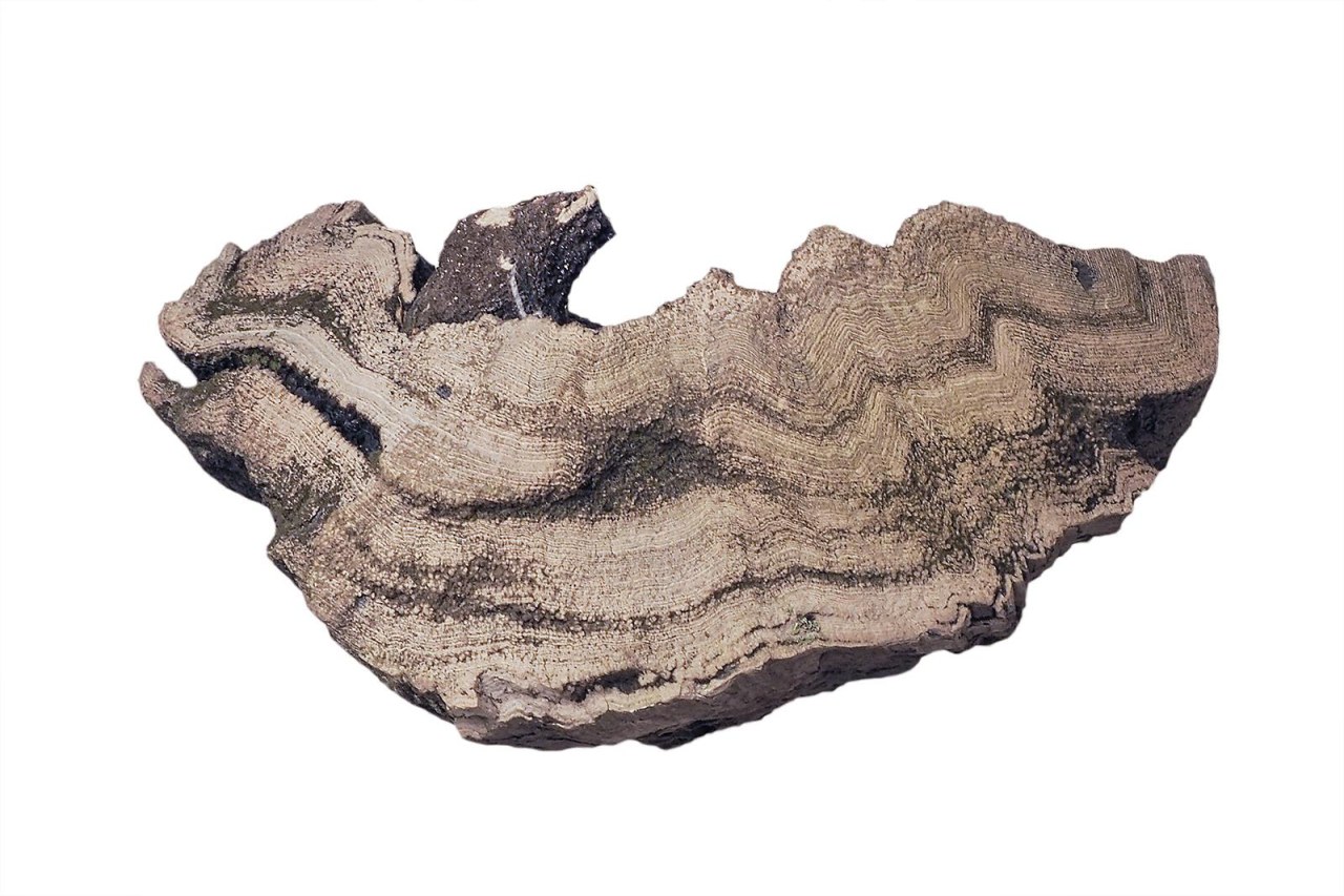 Fossilized wood from the Vršany quarry