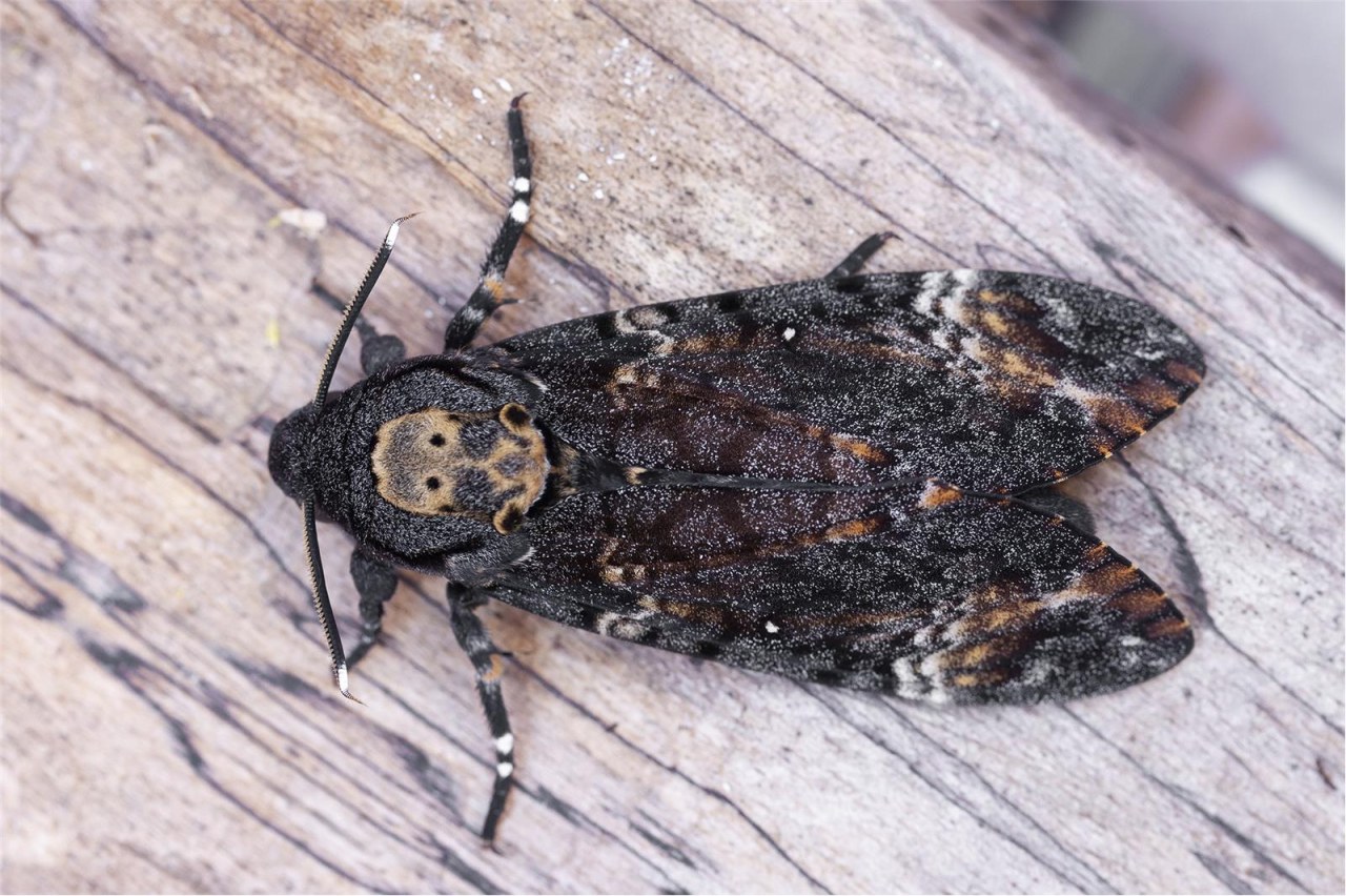 Death´s-head Hawkmoth