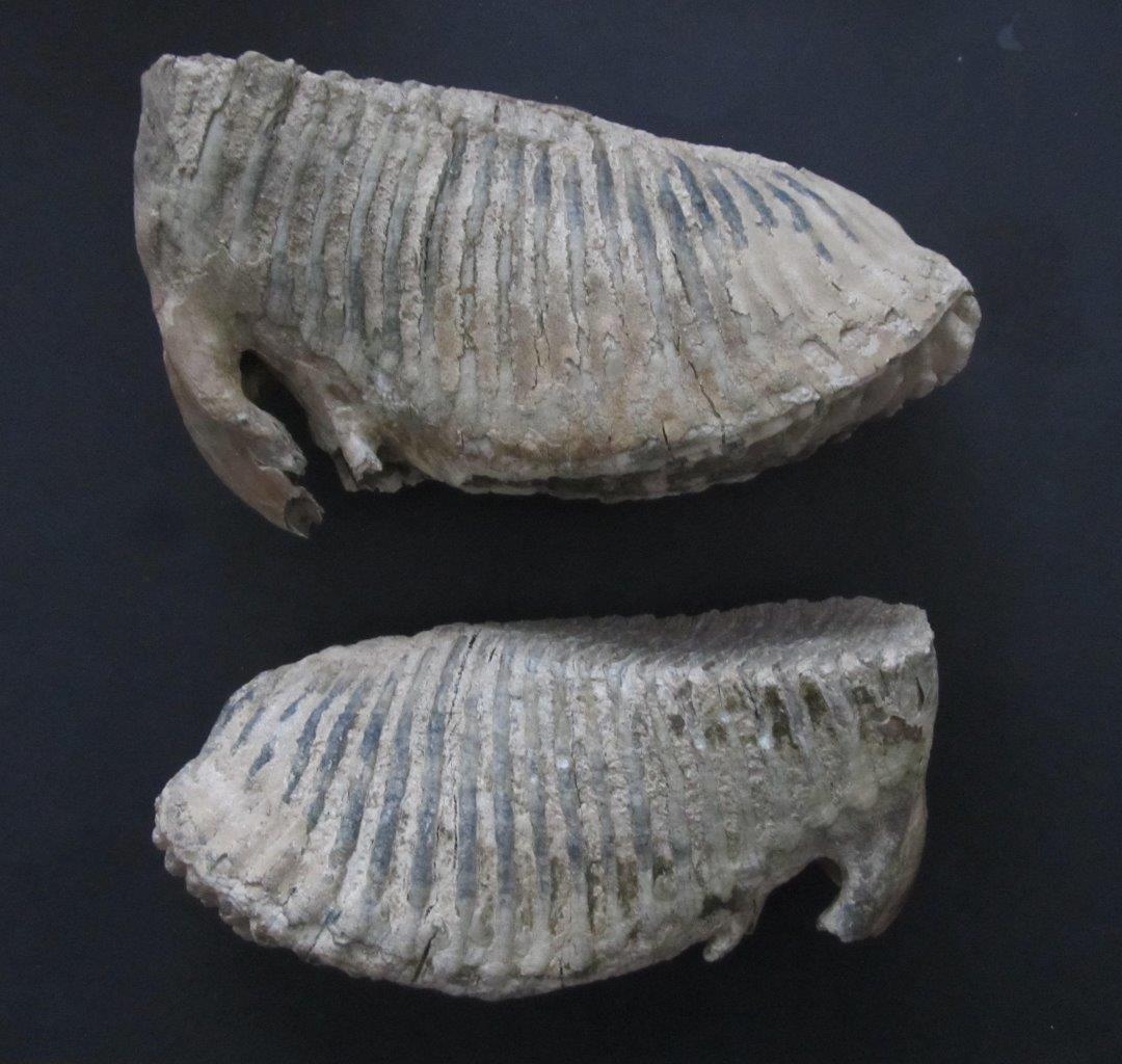 Mammoth Molars