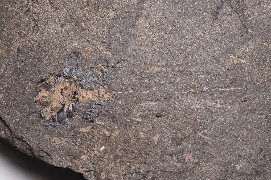 Fossilized Tadpoles from the Nástup Mines in Tušimice